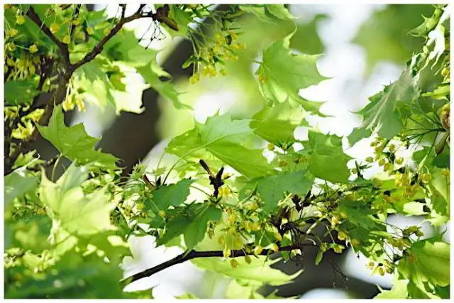 Аэрозоли из хвойных лесов уже не так сильно охлаждают климат