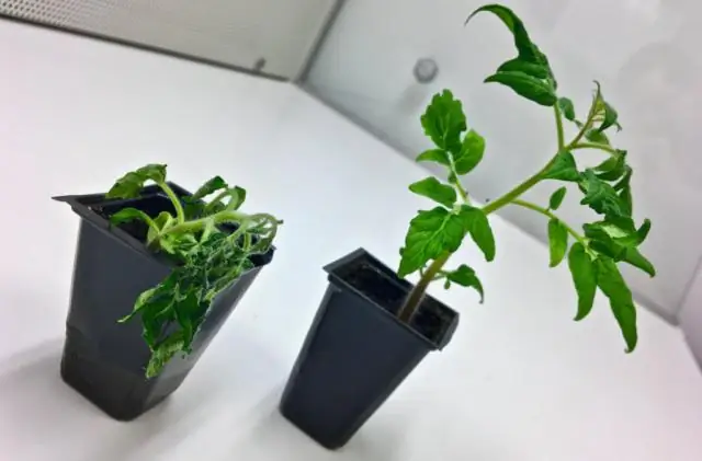 Почвенные микробы играют ключевую роль в устойчивости растений к болезням