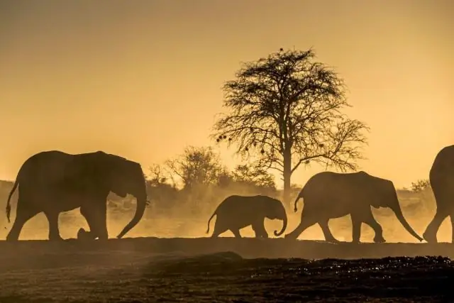 Изменение климата может вызвать засуху в районах выращивания пшеницы