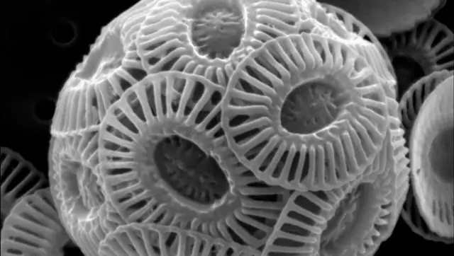 Выращенные устрицы способны защитить себя от закисления