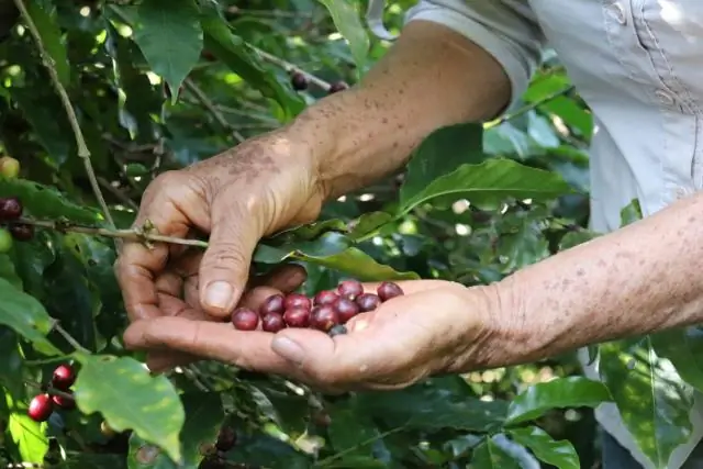 Живой коралловый покров замедлит растворение рифов в будущем: эксперимент in situ на Большом Барьерном рифе проверяет будущий сценарий закисления океана
