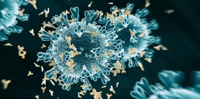 Мощные антитела сдерживают атаку вирусов Нипах и Хендра: моноклональные антитела предотвращают слияние вируса с клеточными мембранами для проникновения