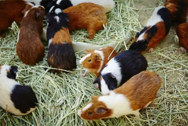 Последовательности генома ананаса намекают на одомашнивание растений за один шаг