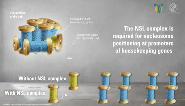 Землетрясение в клетке: Ученые выяснили, как модификация ядерной пластинки поддерживает форму ядра