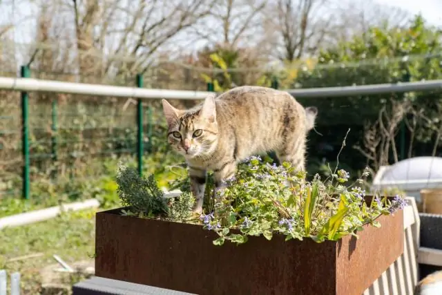 Почему не существует видов животных с тремя ногами?