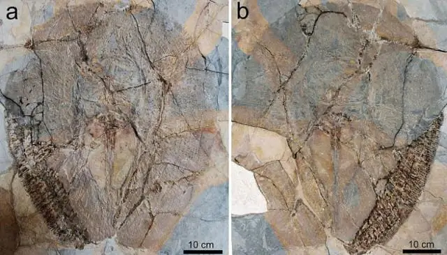 Ископаемые рыбы дают новый взгляд на эволюцию после массового вымирания в конце мелового периода