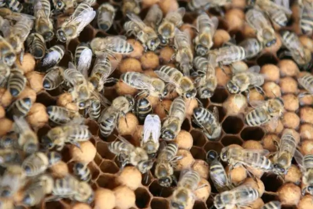 Секвенированы геномы паразитических клещей, наносящих вред пчелам во всем мире