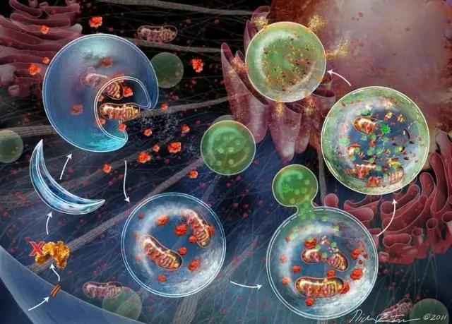 Белок, связанный со многими заболеваниями, впервые полностью визуализирован: новые лекарства могут быть вдохновлены пониманием того, как работает белковый рецептор P2X7