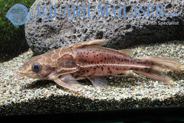 Обезболивание рыб может повлиять на результаты исследований: анестетики могут изменить окраску у некоторых видов рыб, влияя на черты, которые исследователи пытаются изучить