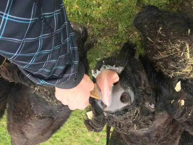 Бык с отредактированным геномом передает черту безрогости телятам: исследование проливает свет на будущее редактирования генома в животноводстве