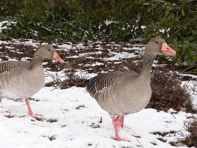 Ранний сезон размножения некоторых арктических морских птиц из-за глобального потепления