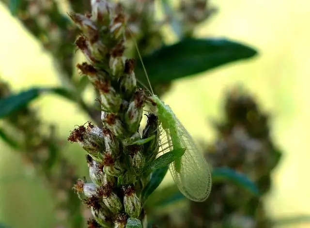 Бактерия холеры может украсть до 150 генов за один раз