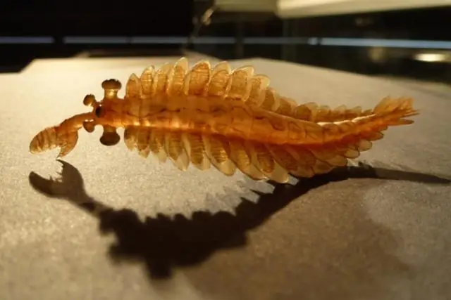 Была ли ранняя эволюция палочников спровоцирована птицами и млекопитающими?