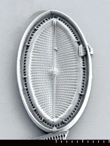 Идентификация семейства генов цианобактерий, которое помогает контролировать фотосинтез