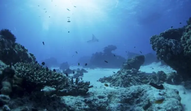 Картирование наследия белого клевера