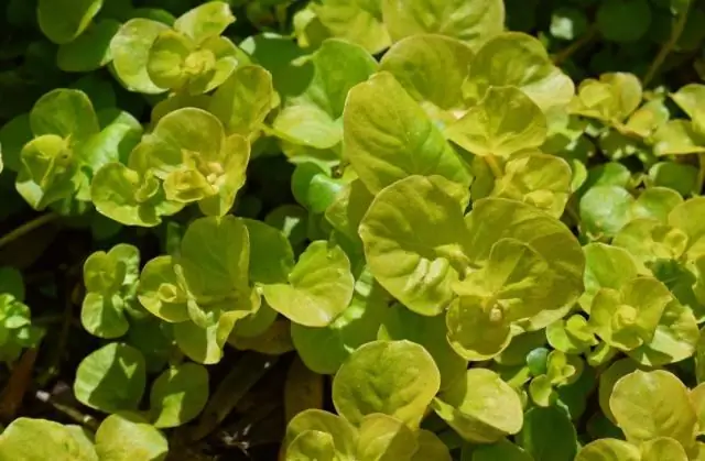 Почва не забыта: как рентабельная технология может обогатить бедные поля