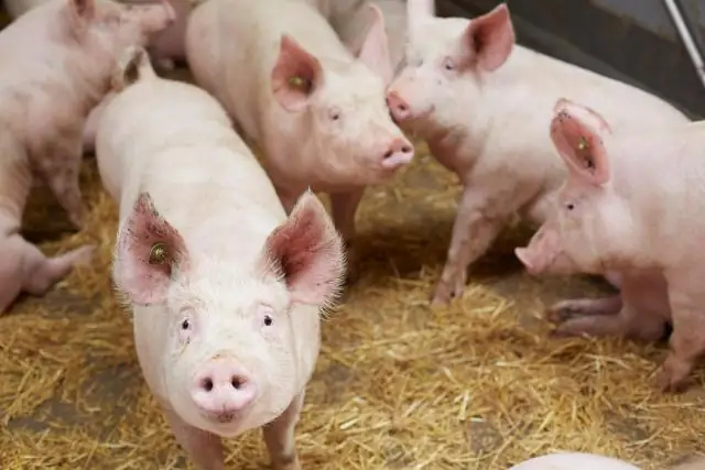 Кишечные микробы человека могут сделать обработанные пищевые продукты более здоровыми