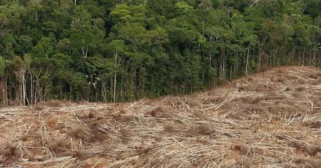 Инфекционные заболевания морских обитателей связаны с десятилетиями потепления океана