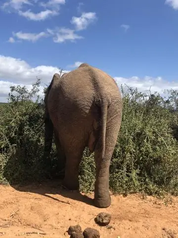 Отлов слонов в дикой природе уже более десяти лет препятствует их размножению