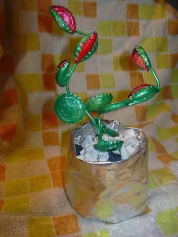 Исследование плотоядных растений выявило универсальные правила образования листьев