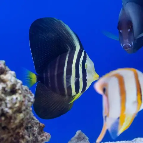 Стратегия выживания, обнаруженная у живых кораллов, которую можно увидеть только в летописях окаменелостей: волны тепла в Средиземноморье