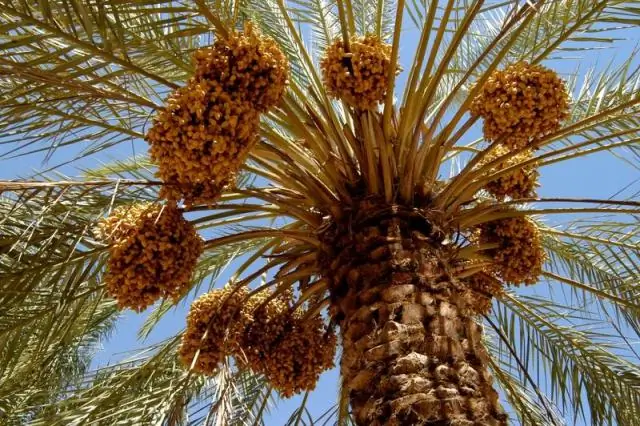 Новая последовательность генома финиковой пальмы: Открытие дополнительно раскрывает генетическую основу важных характеристик фруктов основного источника пищи в регионе MENA