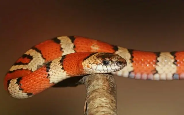 Мускатный виноград поражается паразитическими нематодами