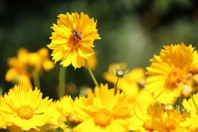 Галапагосское исследование подчеркивает важность биоразнообразия перед лицом изменения климата