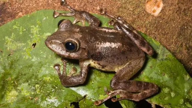 Первые широко распространенные инфекции хитридиевого грибка у лягушек перуанских тропических лесов Амазонки