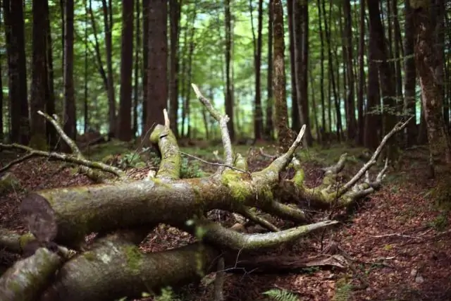 Как аэрозоли влияют на наш климат