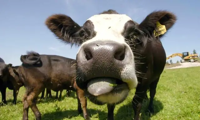 Недавно обнаруженные микробы объединяются, «выпрыгивают»