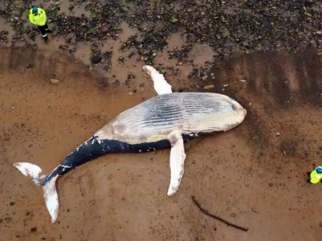 Выброшенные на берег киты обнаружены из космоса