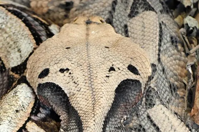 Жаба маскируется под смертоносную гадюку, чтобы избежать нападения: десятилетия полевых исследований выявили шипение и предупреждение о нападении жабы