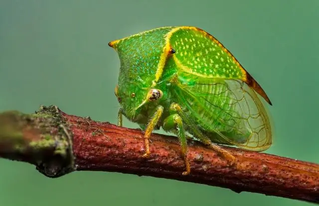 Биоразнообразие насекомых, смоделированное по космическим спутниковым данным