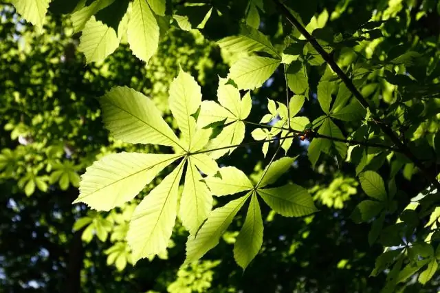 «Искусственный лист» успешно производит чистый газ