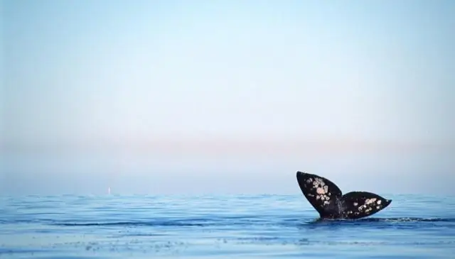 Популяция горбатых китов растет после почти полного исчезновения