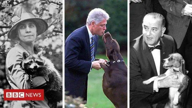 Белые колокольчики Амазонки установили новый рекорд по самому громкому птичьему крику: лучший птичий шум