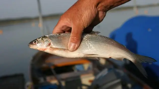 Рыбы более устойчивы, чем ожидалось, к событиям с низким содержанием кислорода
