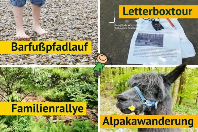 Крабы могут пройти и запомнить свой путь в лабиринте