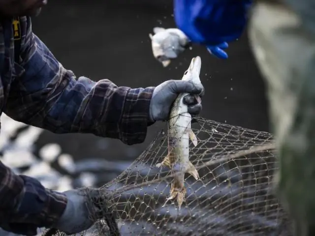Рыбы передают «горячие гены» своим внукам