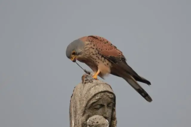 Сокращение потребления пищи у старых мышей больше не может улучшить здоровье
