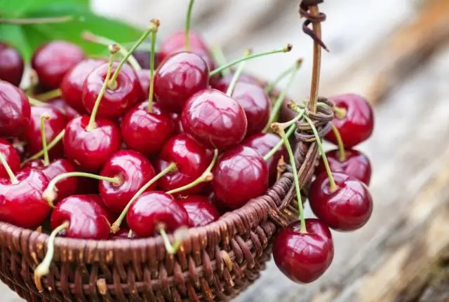 Самый ранний хорошо сохранившийся четвероногий, возможно, никогда не покидал воду