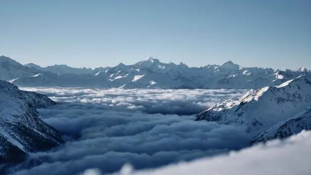 Мартышки могут выучить новый диалект