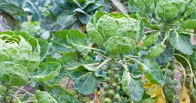 Первоначальное местонахождение гобелена из Байе окончательно определено