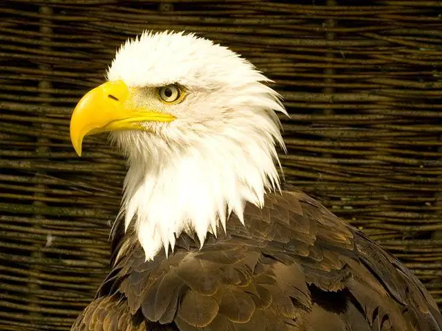 Почему белоголовые орланы такие замечательные планеры? Все дело в запястье: новое исследование помогает объяснить, как природа меняет форму крыльев