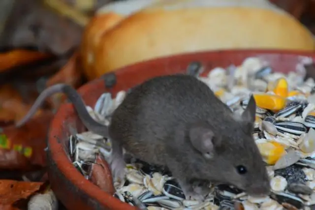 Для лучших результатов исследований пусть мыши будут мышами: знание того, как выращивать животных и ухаживать за ними, может улучшить исследования человеческого общения