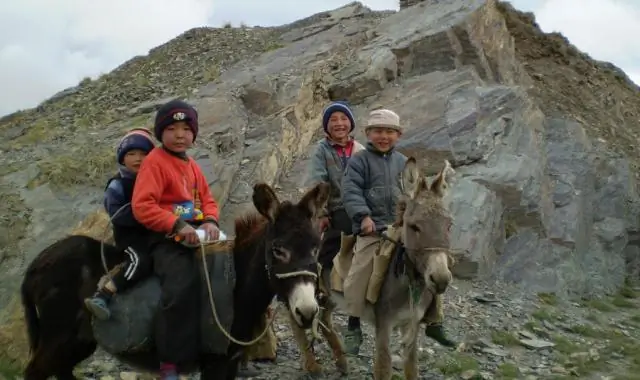 Генетика раскрывает тихоокеанский подвид финвалов: новые данные подчеркивают разнообразие морских млекопитающих