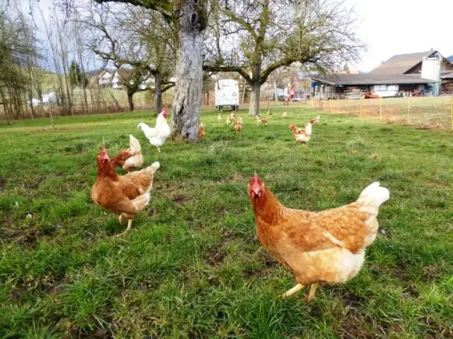 Цыплята, рожденные со способностью различать и избегать различных опасностей