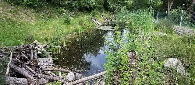 Красные водоросли процветают, несмотря на массовую потерю генов предком: исследование может найти способы генетически изменить и контролировать красные водоросли