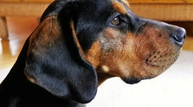 Выявление слепых зон в области углеродного бюджета